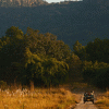 Safari_-Bandhavgarh