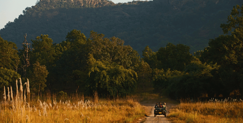 Safari_-Bandhavgarh