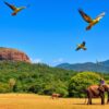 Sigiriya-wildlife